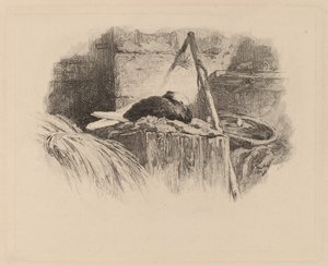 Pigeon sur un nid - Karl Bodmer