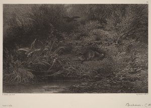 Renard à l