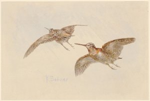  - Karl Bodmer