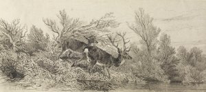 Cerf dans les bois - Karl Bodmer