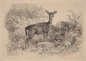  - Karl Bodmer