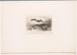 Aigle volant
