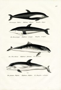 Différents types de dauphins, 1824