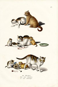 Chats domestiques, 1824
