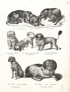 Lévrier ou chien matin, Canis laniarius, Bichon, chien espagnol, Chow Chow, chien Carlin, Canis fricator, et Caniche ou chien de chasse aquatique, Canis aquaticus. Lithographie de Karl Joseph Brodtmann de l