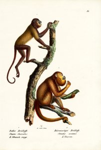 Singes hurleurs rouges, 1824 - Karl Joseph Brodtmann