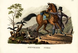 Cheval suisse, 1824