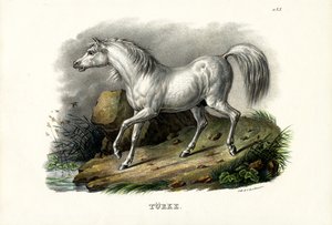Cheval turc, 1824
