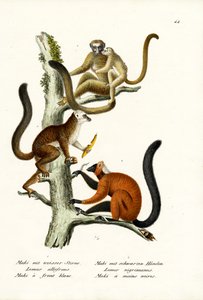 Lémur à front blanc, 1824