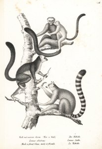 Lémur à tête blanche, Eulemur albifrons, mâle et femelle, en danger 1, et lémur catta, Lemur catta, en danger 2. Lithographie de Karl Joseph Brodtmann de l