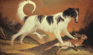 Chien et lièvre
