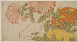 Chrysanthèmes