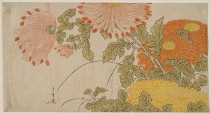 Chrysanthèmes