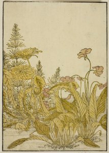 Fleurs de printemps : Violettes et pissenlits, du livre "Miroir des belles femmes des quartiers de plaisir (Seiro bijin awase sugata kagami)," vol. 1