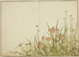 Fleurs d