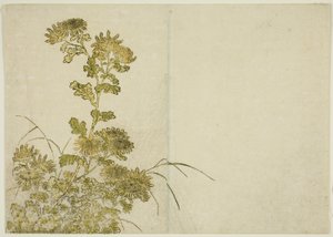 Fleurs d