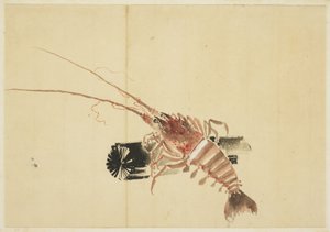 Ebi (Crevette géante)