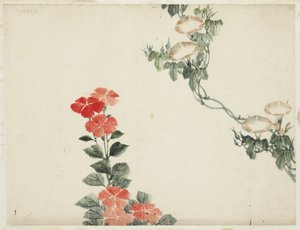 Gloire du matin et fleurs rouges