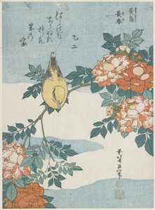 Loriot à nuque noire et rose de Chine, vers 1833 - Katsushika Hokusai