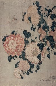 Chrysanthèmes