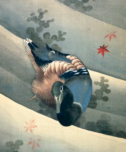 Canard nageant dans l