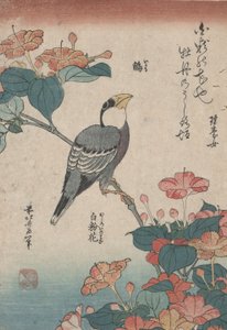 Gros-bec sur Mirabilis, de la série sans titre nommée Petites Fleurs - Katsushika Hokusai