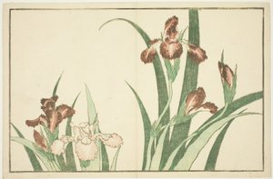 Iris, du Livre d