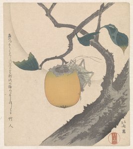 Fruit de kaki avec sauterelle