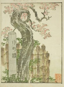 Cerisier Komachi (Komachi zakura), du livre illustré "Livre d