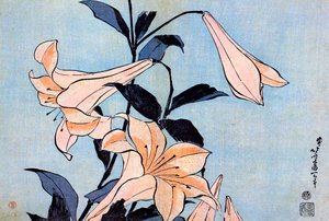Lys