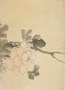 Pivoine, fin du XVIIIe-début du XIXe siècle