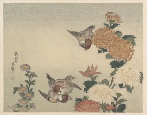 Moineaux et chrysanthèmes