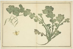 Guêpe et tige de navet, du "Livre d