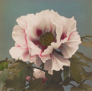Pivoine arbustive
