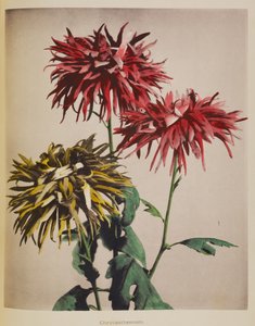 Chrysanthème