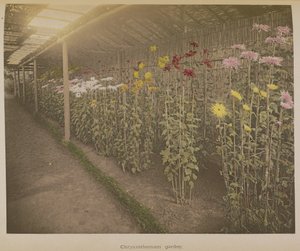Jardin de chrysanthèmes