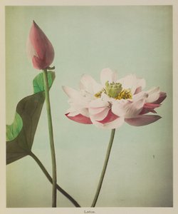 Lotus - Kazumasa Ogawa