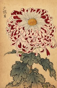 Chrysanthème hybride cramoisi et blanc cuillère, 1893 (gravure)