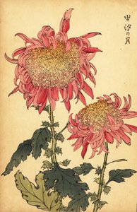 Chrysanthème hybride saumon-rose, 1893 (gravure)