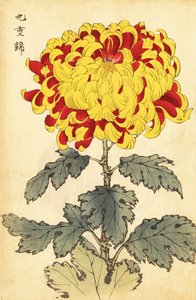 Chrysanthème hybride écarlate et jaune, 1893 (gravure) - Keika Hasegawa