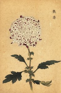 Chrysanthème hybride blanc et violet pompon, 1893 (gravure)