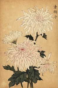 Chrysanthème hybride blanc, Chrysanthemum indicum