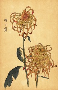 Chrysanthème hybride jaune et orange