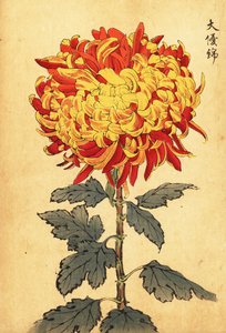 Chrysanthème hybride jaune et écarlate pompon