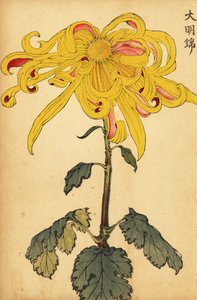Chrysanthème hybride jaune irrégulier, 1893 (gravure)