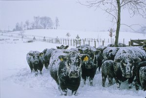 Bétail, Comté de Fauquier, VA, hiver, neige, 2006 (photo)