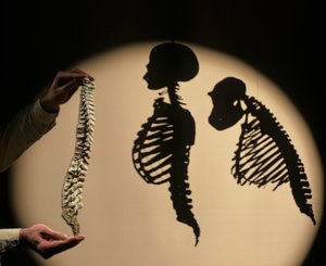 Les premiers pas, reconstruction de la colonne vertébrale, Bruce Latimer, Cleveland Museum of Natural History
