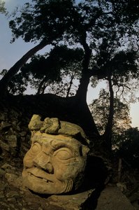 Dieu N, arbre Ceiba, temple, Maya, Copan, Honduras, période classique