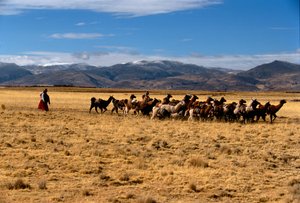 Caravane de sel de lama, Empires du Soleil; Bolivie; peuples autochtones; Andes; Tiwanaku