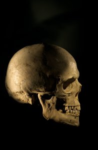 Crâne humain moderne, étude scientifique, Université George Washington, 2000